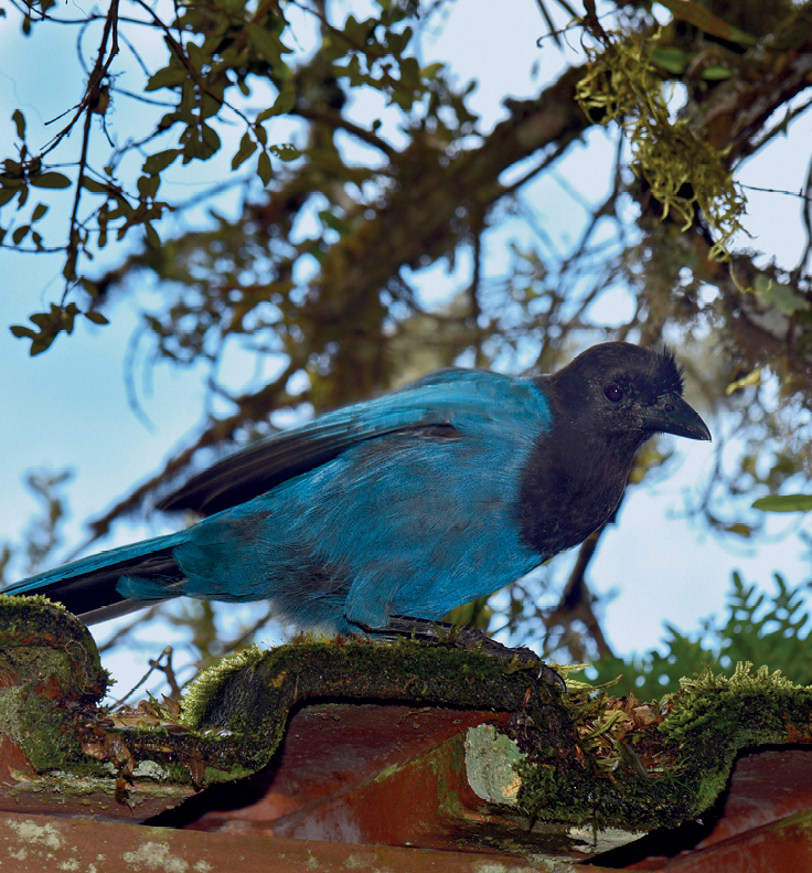 Fotografia. No primeiro plano, um pássaro com penas azuis claro no corpo e o peito, cabeça e extremidade das asas com penugem preta; ele está pousado sobre um telhado. No segundo plano, galhos de árvores.