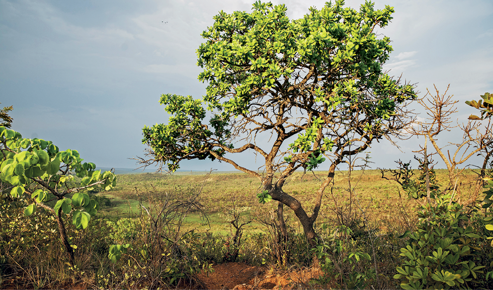 Fotografia. Vista de uma área com vegetação rasteira e árvores esparsadas com galhos retorcidos. Uma dessas árvores está em destaque, em primeiro plano.