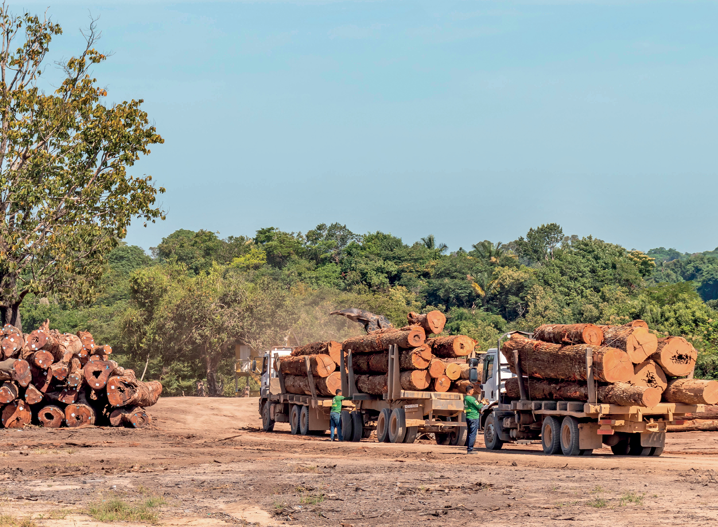 Fotografia. Três caminhões carregando troncos grossos de árvores. Os troncos são grandes e estão empilhados. Do lado esquerdo, há uma pilha de outros troncos empilhados no chão. Ao fundo, vegetação densa formada por árvores.