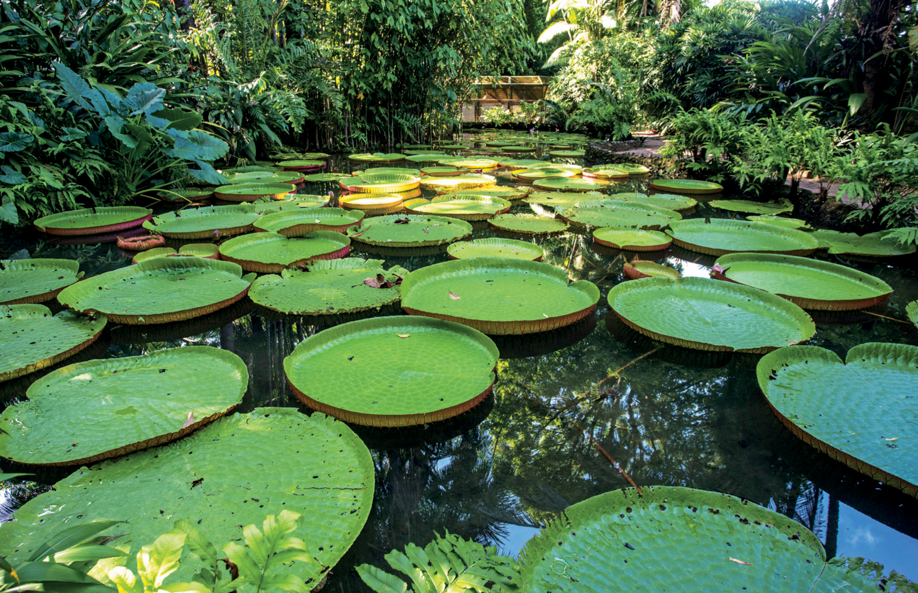 Fotografia. Vista aproximada de um lago com água parada e quase toda coberta por vitórias-régias, plantas em forma de círculo na cor verde. Nas margens e ao fundo, há densa vegetação.