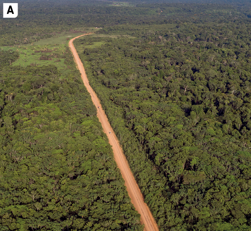 Fotografia A. Vista de cima de uma extensa área de vegetação verde e densa sendo atravessada por uma longa e vazia estrada de terra.