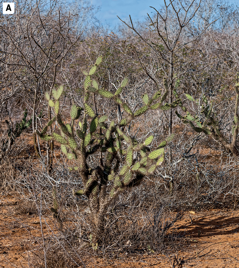 Fotografia A. Vista de uma área com vegetação seca, sem folhagem, formada por arbustos e árvores de pequeno porte com galhos expostos. Também é possível observar o solo seco. Em destaque, no centro da imagem, uma espécie de cacto.