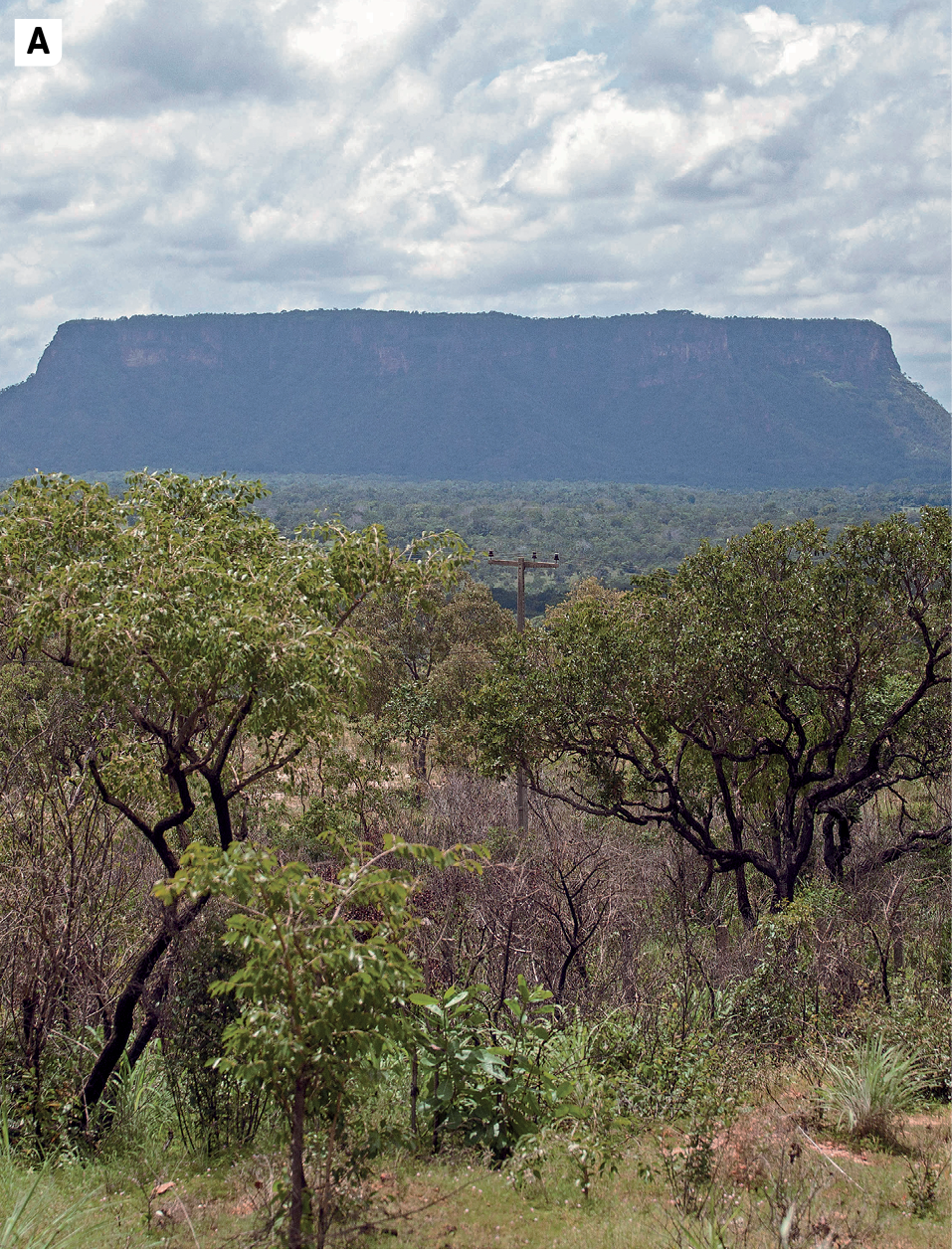 Fotografia A. Vista de uma área com vegetação formada por arbustos e árvores de médio porte com galhos retorcidos. Ao fundo, na parte de cima da imagem, vista de um morro em formato retangular.