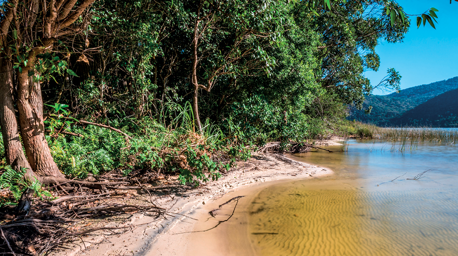 Fotografia. No primeiro plano, vista de uma área de vegetação densa concentrada à esquerda; à direita, um corpo de água e uma estrita faixa de areia. No segundo plano, área de morros com vegetação.