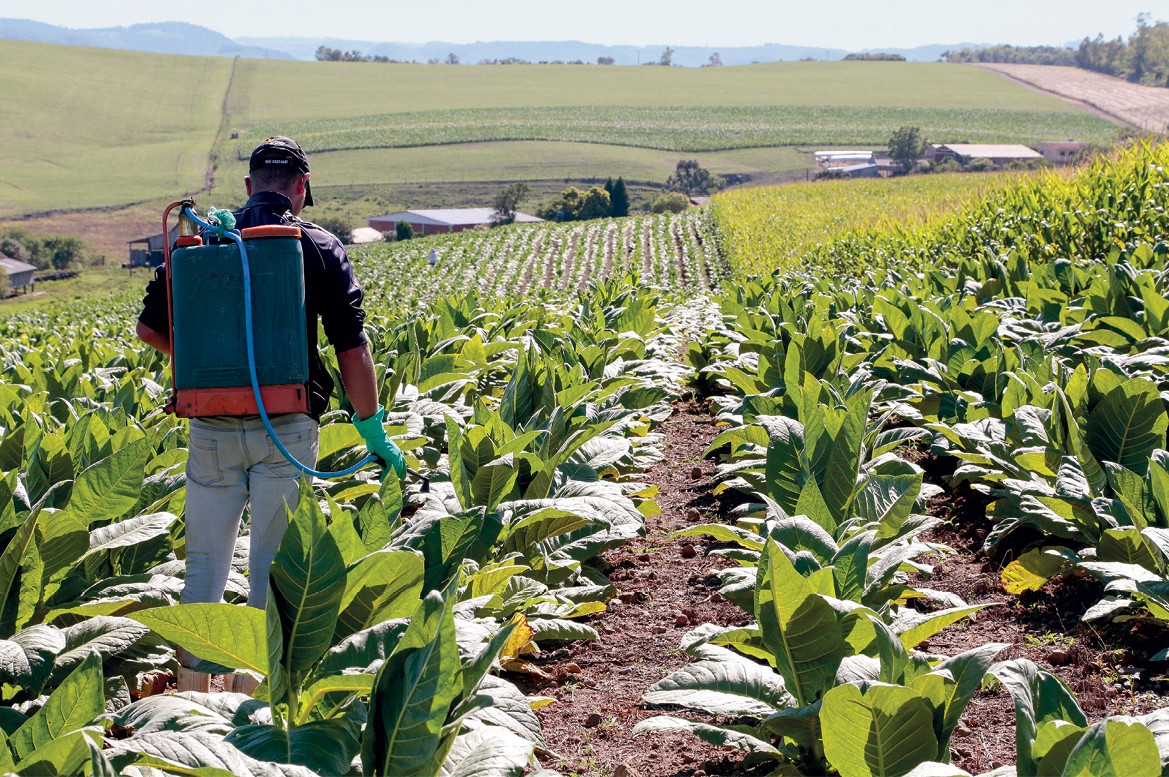 Fotografia. No primeiro plano, vista de uma plantação de folhagens baixas. Um homem passa pelas fileiras da plantação. Ele carrega nas costas um pequeno reservatório ligado por uma mangueira que ele segura nas mãos na direção da plantação. O homem usa luvas e boné. No segundo plano, algumas construção em meio a uma ampla área de cultivo.