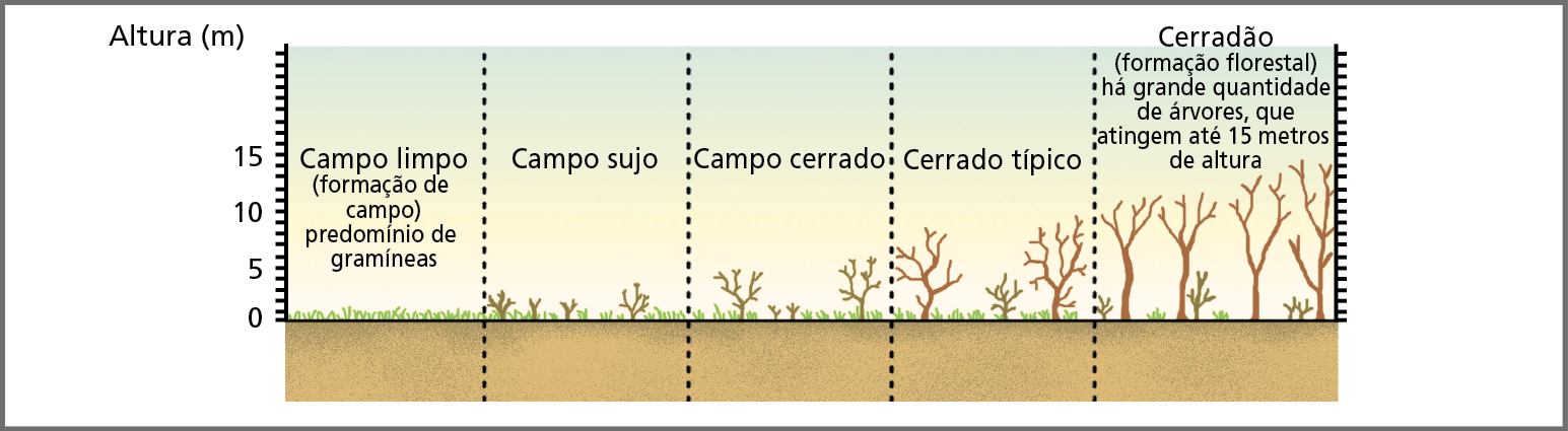 Ilustração. Representação de um perfil de vegetação de Cerradão, Cerrado típico, Campo cerrado, Campo sujo e Campo limpo. 
À esquerda, uma linha vertical apresenta medidas proporcionais para representar a altura em metros das composições vegetais. A ilustração está dividida em 5 partes iguais, cada uma com um desenho das formações vegetais. 
1: Campo limpo (formação de campo): há gramíneas no solo. 
2: Campo sujo: ilustração de gramíneas e arbustos com menos de 5 metros. 
3: Campo cerrado: ilustração de gramíneas, arbustos com cerca de 5 metros e arbustos com cerca de 1 metro. 
4: Cerrado típico: ilustração de gramíneas, arbustos com cerca de 5 metros e dois arbustos com cerca de 10 metros.
5: Cerradão (formação florestal). Há grande quantidade de árvores, que atingem até 15 metros de altura. Há gramíneas e arbustos com 5 metros também.