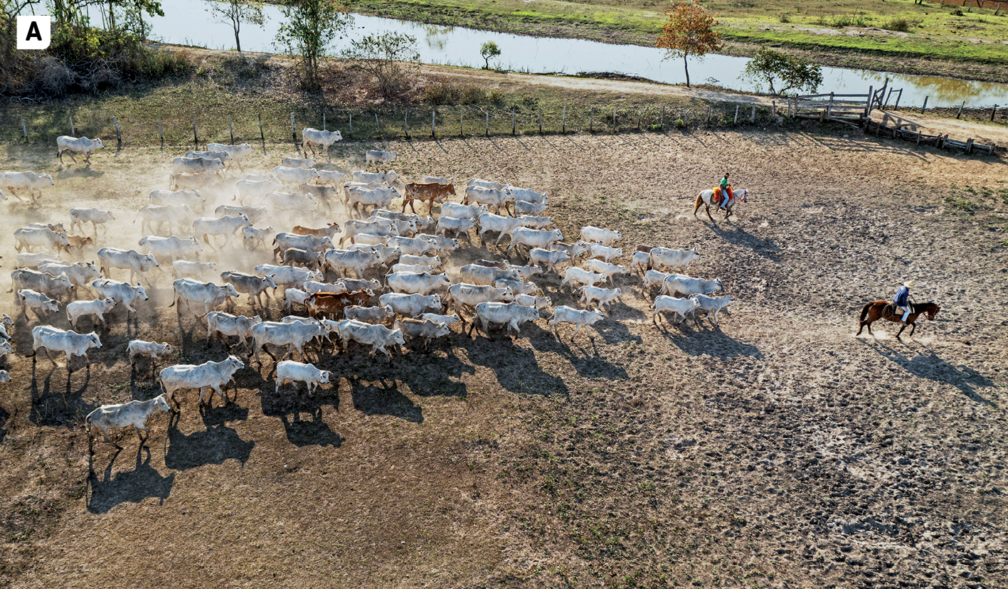 Fotografia A. Vista do alto mostrando, à esquerda, uma concentração de gado bovino formada por muitos indivíduos. À direita, à frente dessa concentração de gado, duas pessoas montadas em cavalos. Na parte de cima da imagem, um rio e vegetação rasteira.