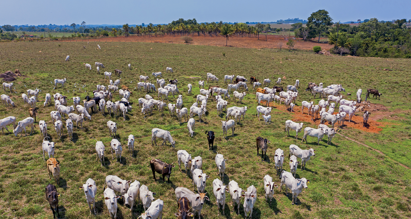 Fotografia. No primeiro plano, vista de uma área de pastagem com muitos bovinos soltos. No segundo plano, vista de uma área extensa de vegetação rasteira.