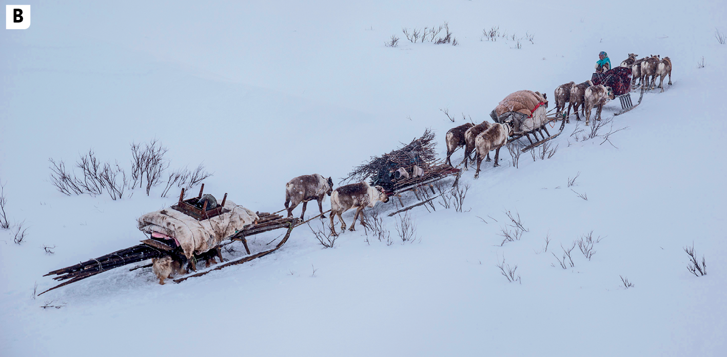 Fotografia B. Vista de uma paisagem coberta de neve, com galhos de pequenos arbustos a mostra. Em destaque, vista de uma comitiva com quatro trenós puxados por animais. À frente, uma pessoa conduzindo o grupo.