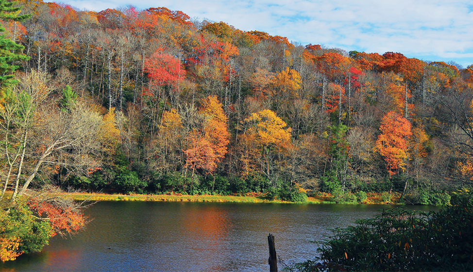 Fotografia. No primeiro plano, um rio e às suas margens, em segundo plano, árvores de tamanhos e formas diferentes, com folhagens, em cinza, amarelo, vermelho, laranja e verde.