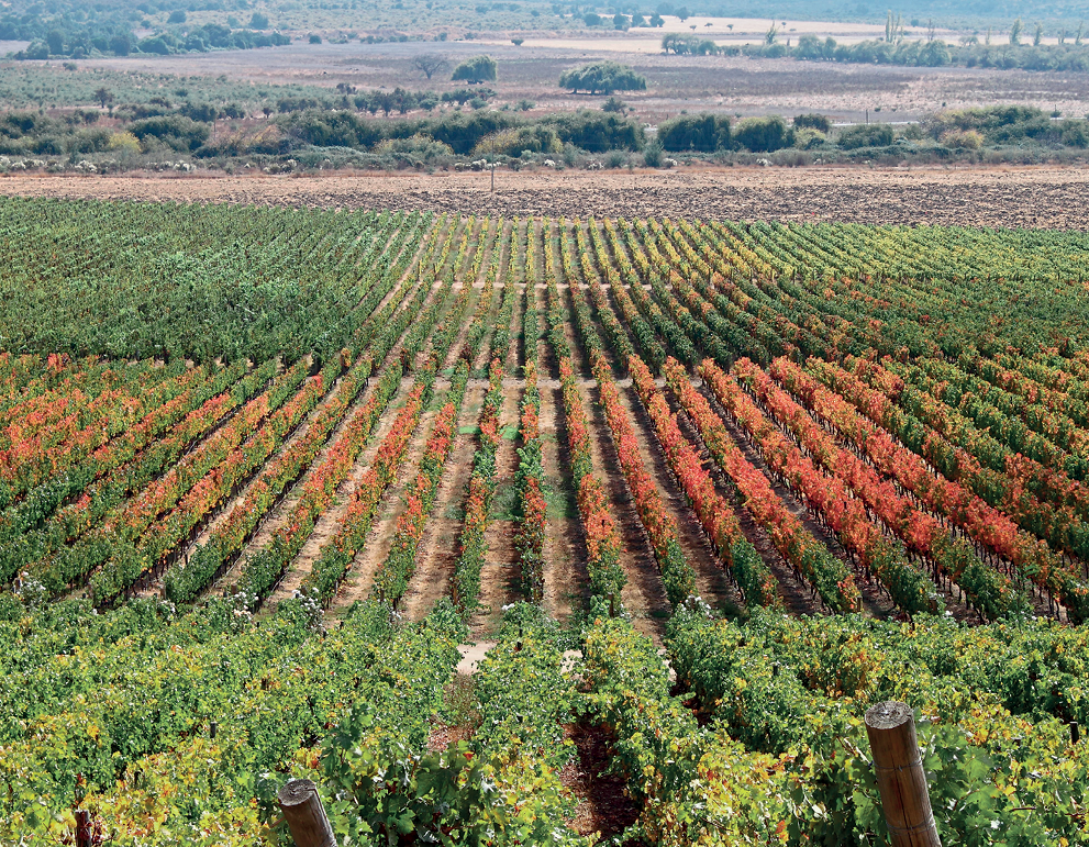 Fotografia. Vista de uma plantação em fileiras paralelas com arbustos verdes e avermelhados. Ao fundo, área desmatada entremeada de áreas com árvores.