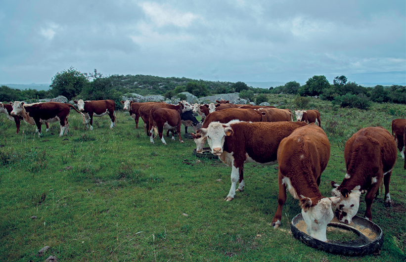 Fotografia. Em uma área de campo gramado, diversas vacas marrons com manchas brancas no rosto e nas patas repousam em pé. No primeiro plano, à direita, duas vacas estão se alimentando, com a cabeça em um repositório. Ao fundo, árvores e o céu nublado.