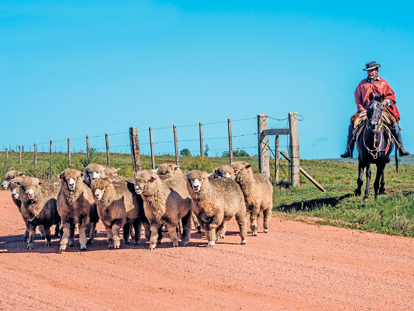 Fotografia. 
Rebanho de ovinos atravessam uma estrada de terra em uma zona rural, no centro da imagem. Atrás do rebanho, uma cerca separa a estrada de terra de uma área gramada e do lado direito um homem montado sobre um cavalo com roupa vermelha e chapéu observa o rebanho.
