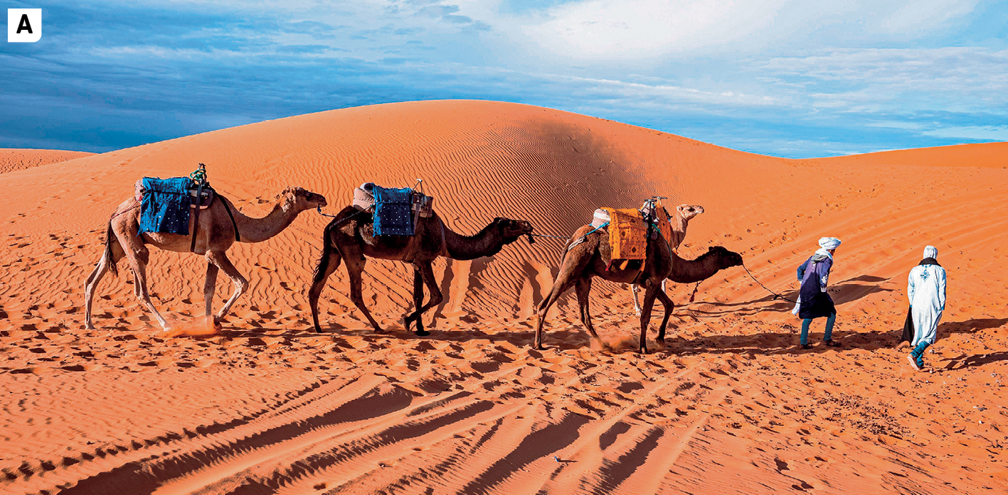 Fotografia A. Vista de uma paisagem desértica com dunas de areia. Em destaque, no primeiro plano, vista de uma comitiva com quatro camelos enfileirados. À frente dos camelos estão duas pessoas, elas usam roupas e lenços no pescoço. No segundo plano, vista do céu azul com nuvens.