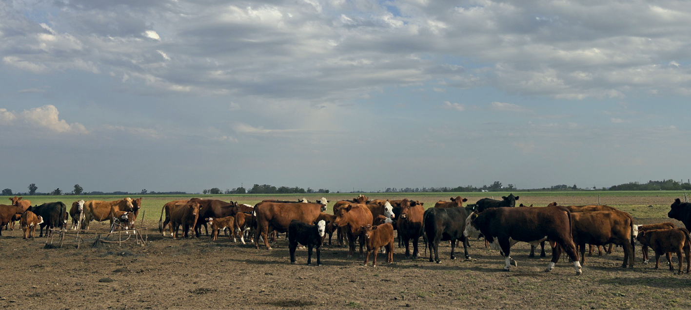 Fotografia. Vista de uma área plana de pastagem. Em toda a extensão horizontal, há gado bovino sobre a terra de grama seca e batida. Ao fundo, o horizonte com árvores mais altas e céu nublado.