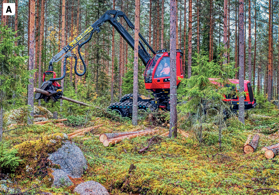 Fotografia A. Vista para uma floresta composta por árvores de troncos e folhas finos e solos cobertos por vegetação rasteira e musgo. Entre as árvores, uma máquina de extração de madeira vermelha suspende um tronco; no solo, alguns troncos cortados.