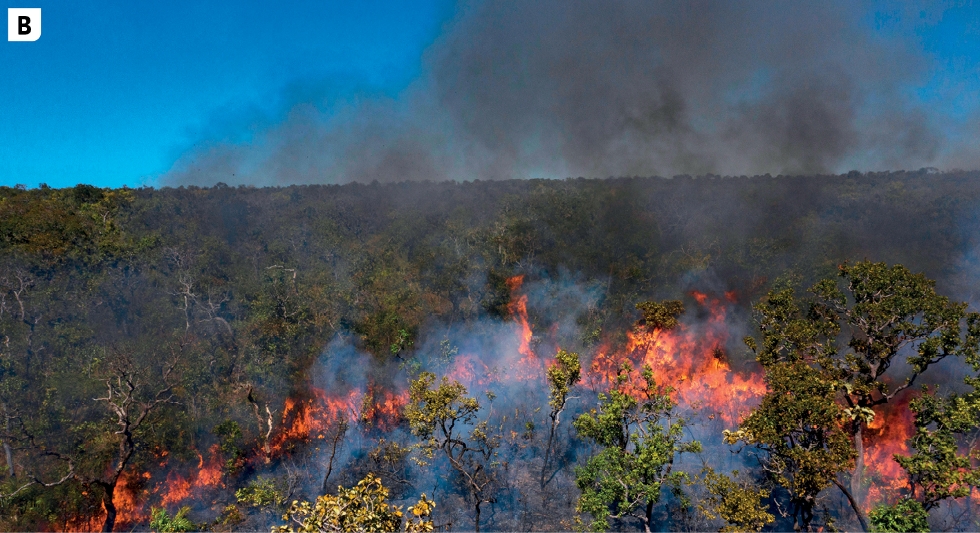 Fotografia B. Vista de uma superfície plana ocupada por floresta. No primeiro plano, uma clareira, árvores sendo queimadas por grandes chamas de fogo e muita fumaça. No segundo plano, floresta e céu azul sem nuvens.