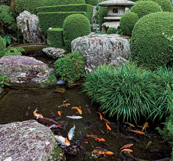 Fotografia. Vista para um jardim composto por um pequeno lago com muitos peixes brancos e laranjas e fragmentos de rochas e arbustos podados em formato arredondado.