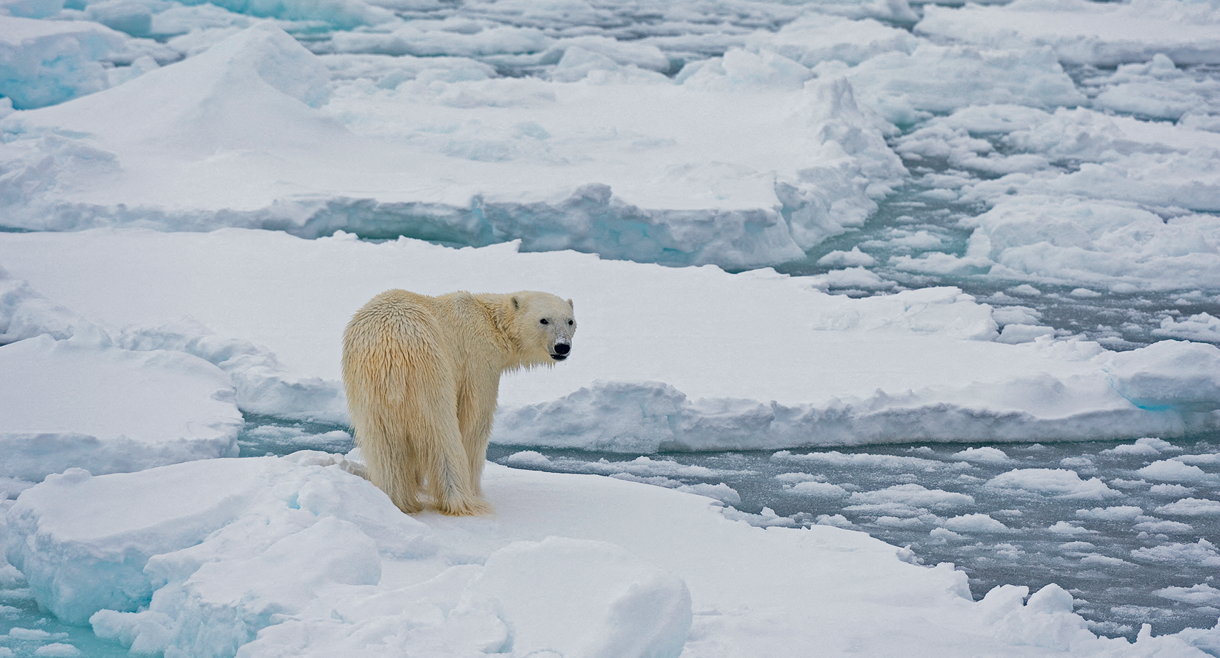 Fotografia. Em primeiro plano está um urso com pelagem branca e molhada, em pé sobre um bloco de gelo e olha para trás. Ao fundo, fragmentos de vários outros blocos de gelo flutuam sobre água.
