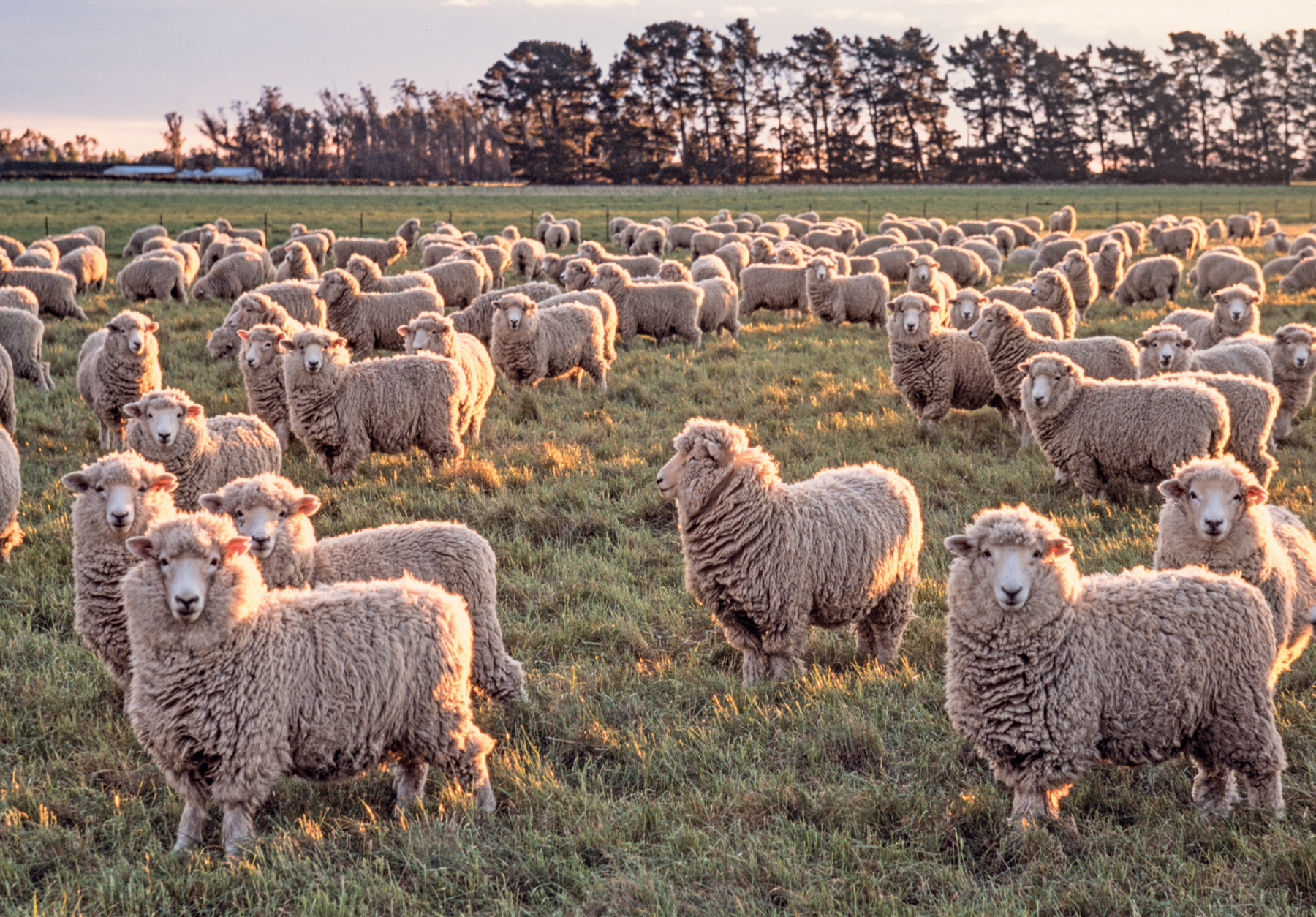 Fotografia. Vista de uma paisagem rural. No primeiro plano, campo com pastagem e diversas ovelhas reunidas. No segundo plano, ao fundo, árvores altas.
