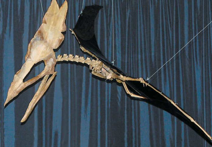 Fotografia. Fóssil de um réptil voador, animal semelhante a um pássaro. Ele tem cabeça pontiaguda, asas e está pendurado por fios no teto.