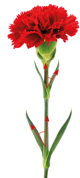 Fotografia.
Flor vermelha com cabo e folhas. 
O encontro do cabo com a folha representa uma semirreta diagonal e outra vertical.