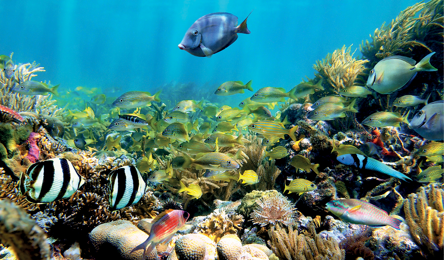Fotografia. Fundo do mar com inúmeras espécies de peixes pequenos e coloridos e também corais.