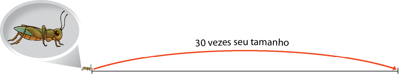 Ilustração. Segmento de reta horizontal. Na extremidade esquerda, está posicionado um grilo. Uma linha vermelha vai do grilo até o fim do segmento. indicando 30 vezes seu tamanho. O grilo também aparece ampliado.