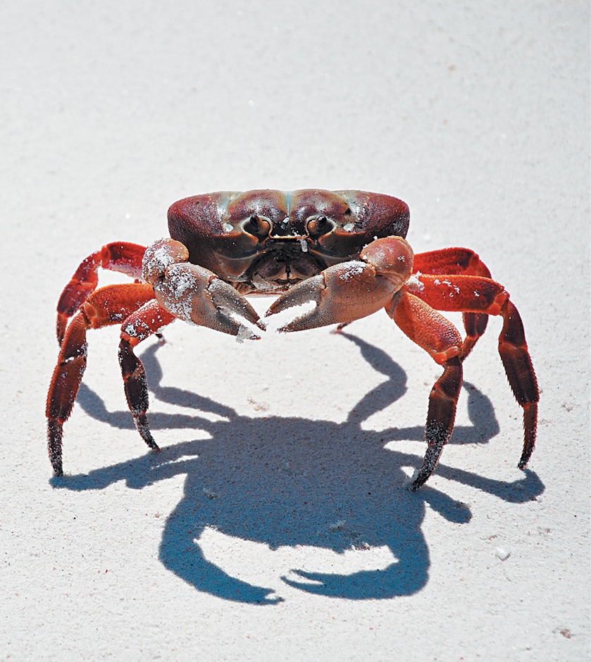 Fotografia. Vista frontal de um caranguejo vermelho sobre a areia, onde projeta sua sombra abaixo.