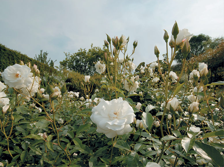 Fotografia. Vista parcial de diversas rosas brancas em um jardim
