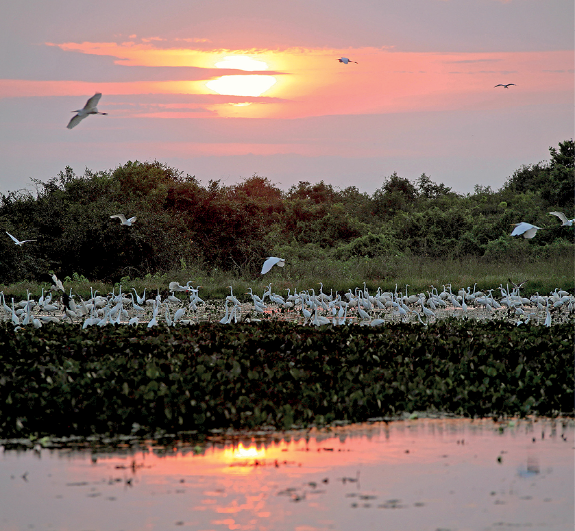 Fotografia. Um lago com uma vegetação rasteira ao seu redor onde estão muitas aves brancas pousadas e algumas voando. Na água, o reflexo da luz do sol no céu. Ao fundo uma mata fechada. .