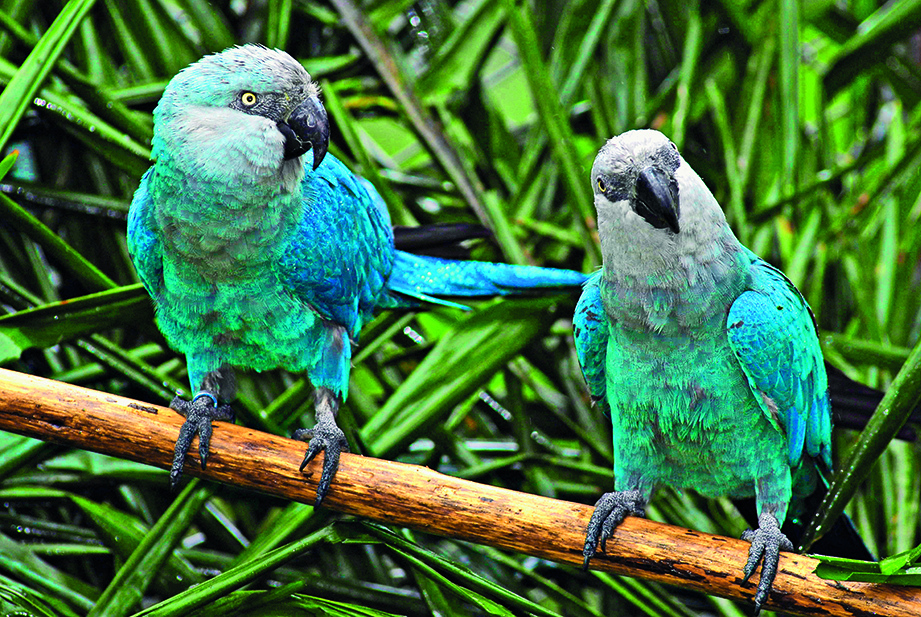 Fotografia. Duas ararinhas-azuis em um galho. Aves de penas azuis semelhante a um papagaio.