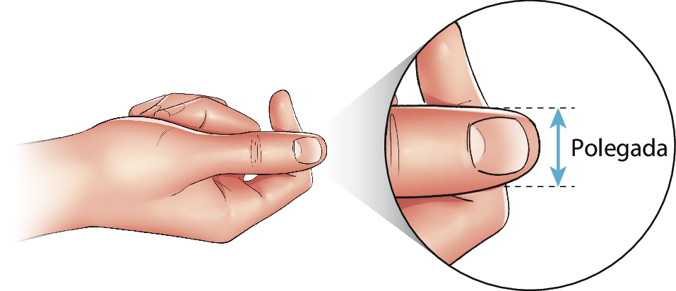 Ilustração.
Visão lateral de uma mão, com o polegar em cima do indicador.
Ao lado, ampliação para o polegar.
Nas extremidades laterais do polegar, saem dois traços pontilhados, entre os traços, linha azul com uma flecha em cada ponta. 
Ao lado, escrito polegada.