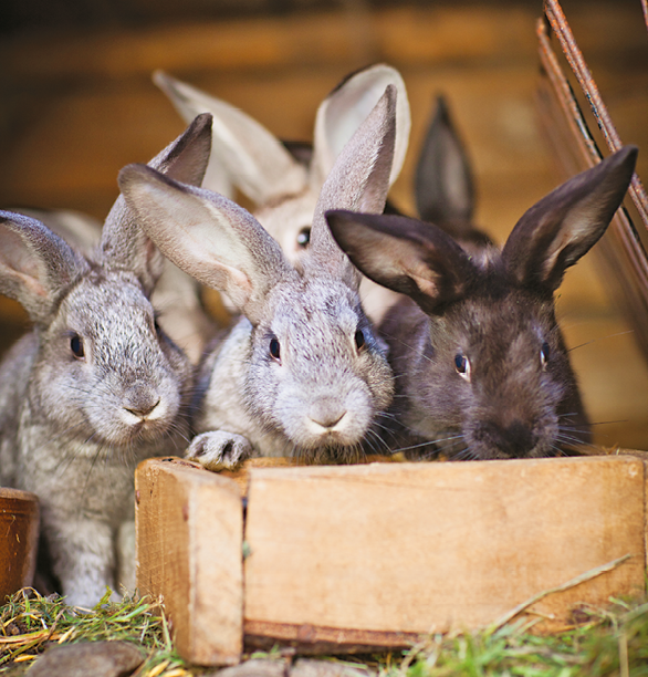 Fotografia. Vista frontal de dois coelhos na cor cinza e um preto. Existem outros coelhos ao fundo da imagem, mas não é possível realizar a contagem.