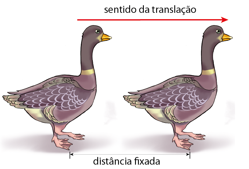 Ilustração. Dois patos iguais virados para direita. Acima, seta para direita: sentido da translação. Abaixo, de um pato a outro: distância fixada.