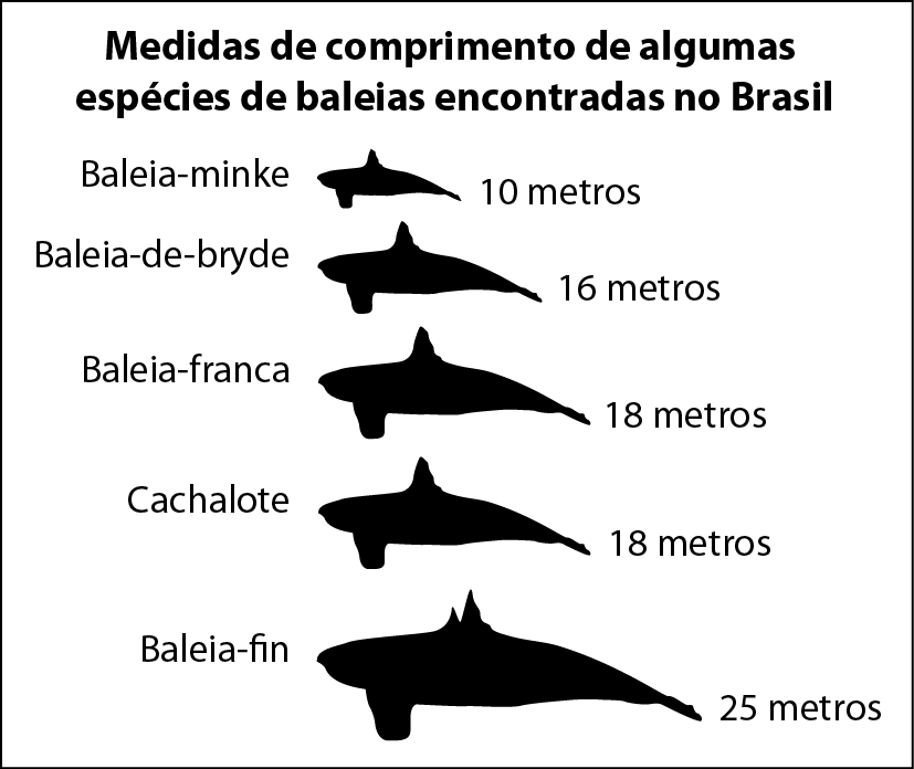 Gráfico em pictograma. Título: Medidas de comprimento de algumas espécies de baleias encontradas no Brasil. Os dados estão representados com desenhos de baleias, em que o dado numérico é proporcional ao tamanho da baleia. Os dados são: Baleia-minke (ilustração de uma baleia bem pequena): 10 metros. Baleia-de-bryde (ilustração de uma pequena baleia): 16 metros. Baleia-franca (ilustração de uma baleia maior): 18 metros. Cachalote (ilustração de uma baleia de tamanho igual à anterior): 18 metros. Baleia-fin. Ilustração de uma baleia grande. 25 metros.