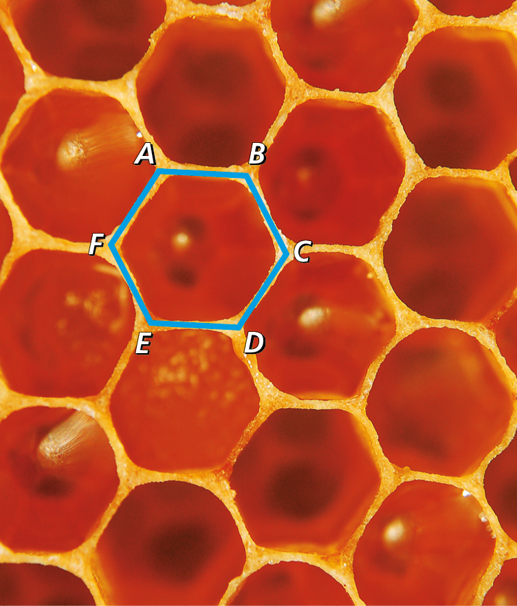 Fotografia. Favo de mel com destaque para um alvéolo formando um hexágono ABCDEF.