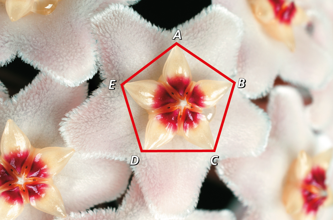 Fotografia. Flor-de-cera branca com miolo vermelho e branco. Ao redor do miolo, pentágono ABCDE.