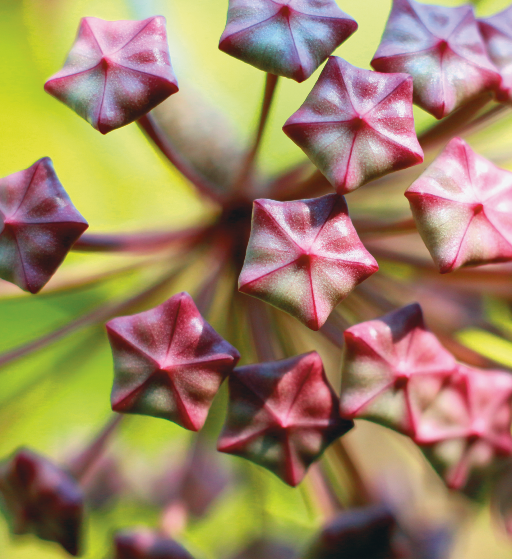 Fotografia. Botões da flor-de-cera com formato de pentágono na cor vermelha.
