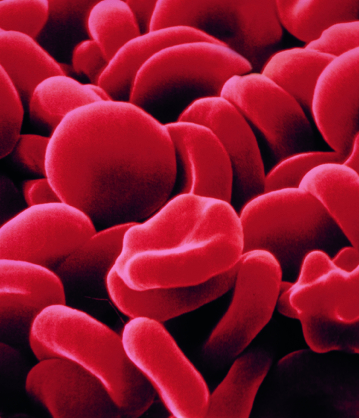 Fotografia. Glóbulos vermelhos em formato arredondado. Eles estão aglomerados.