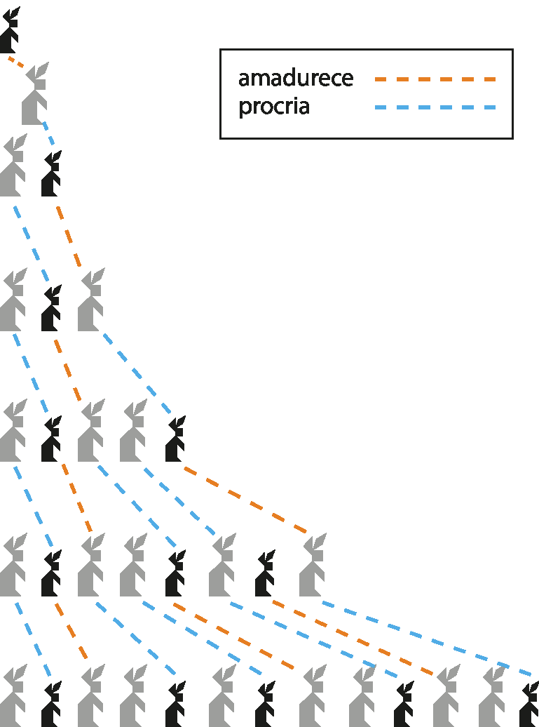 Esquema. Reprodução de coelhos em cinco meses. De cima para baixo: 1 coelho pequeno. Abaixo, 1 coelho grande (coelho pequeno maduro). Abaixo, no primeiro mês: 1 coelho grande procria 1 coelho pequeno; total de 2 coelhos: 1 grande, 1 pequeno. Abaixo, segundo mês: 1 coelho maduro procria 1 coelho pequeno; 1 coelho pequeno amadurece para 1 coelho grande; total de 3 coelhos: 2 grandes, 1 pequeno. Abaixo, terceiro mês: 2 coelhos grandes procriam 2 coelhos pequenos; 1 coelho pequeno amadurece para 1 coelho grande; total de 5 coelhos: 3 grandes e 2 pequenos. Abaixo, quarto mês: 3 coelhos grandes procriam 3 coelhos pequenos; 2 coelhos pequenos amadurecem para 2 coelhos grandes; total de 8 coelhos: 5 grandes, 3 pequenos. Abaixo, quinto mês: 5 coelhos grandes procriam 5 coelhos pequenos; 3 coelhos pequenos amadurecem para 3 coelhos grandes; total de 13 coelhos: 8 grandes, 5 pequenos.