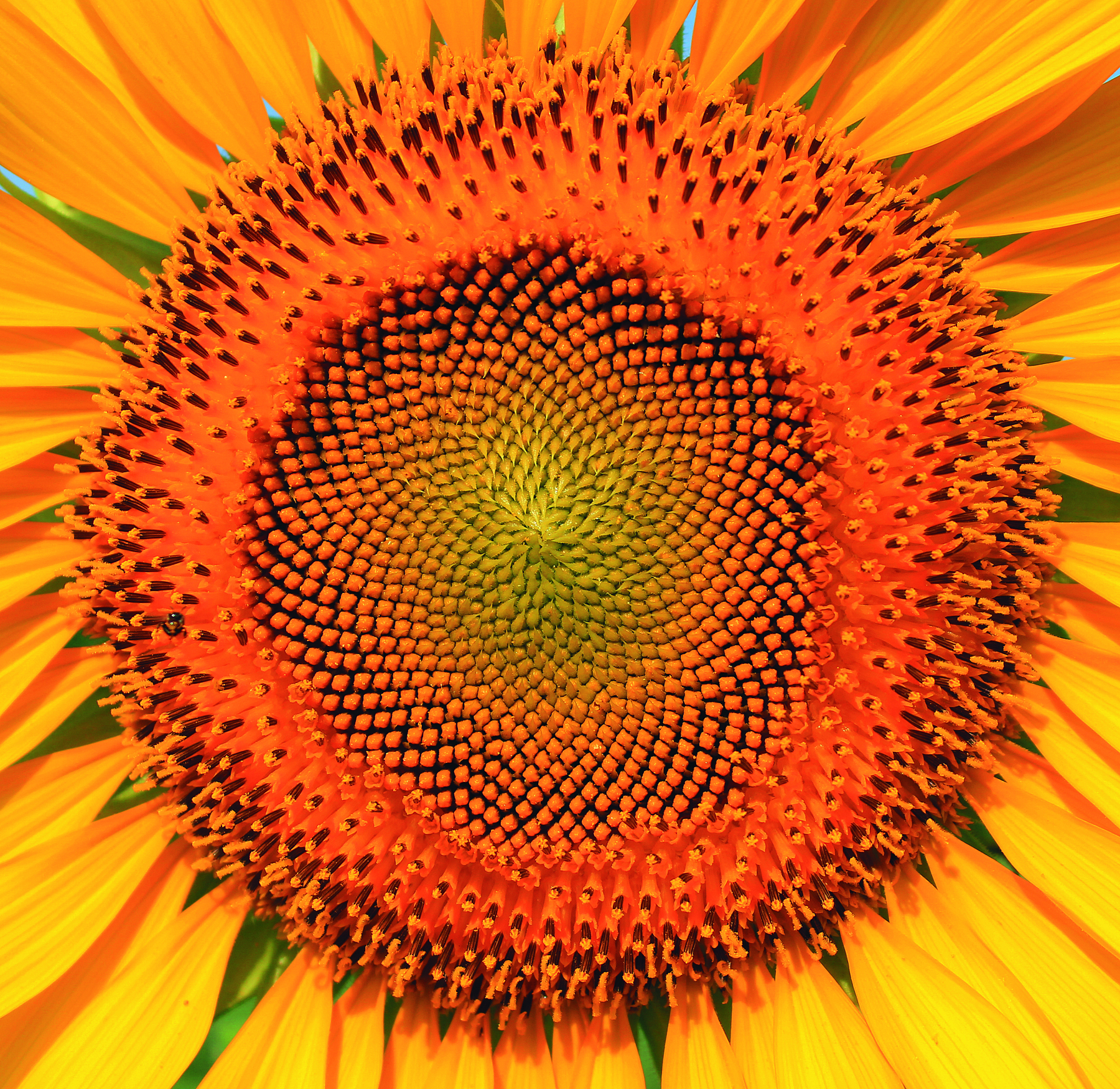 Fotografia. Miolo de um girassol de cor amarelo com sementes formando um círculo. Parte está virada para um lado e parte para outro lado.