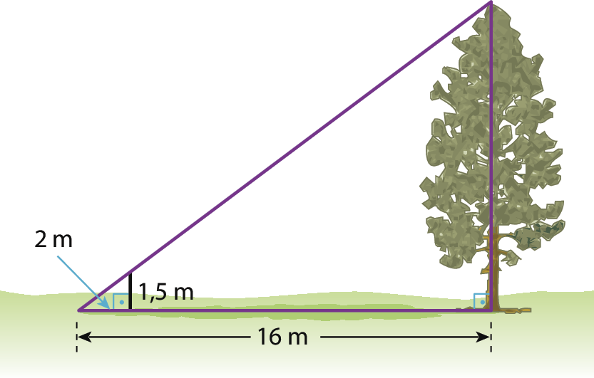 Ilustração. À direita, uma árvore projeta uma sombra à esquerda, que mede 16 metros. Um bastão paralelo à árvore  projeta uma sombra de 2 metros. A altura do bastão é de 1,5 metro.