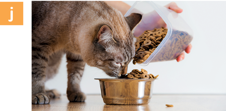 Fotografia. Letra j. Uma mão despejando ração na vasilha de um gato; ao lado, o gato está com a boca inclinada para a comida.