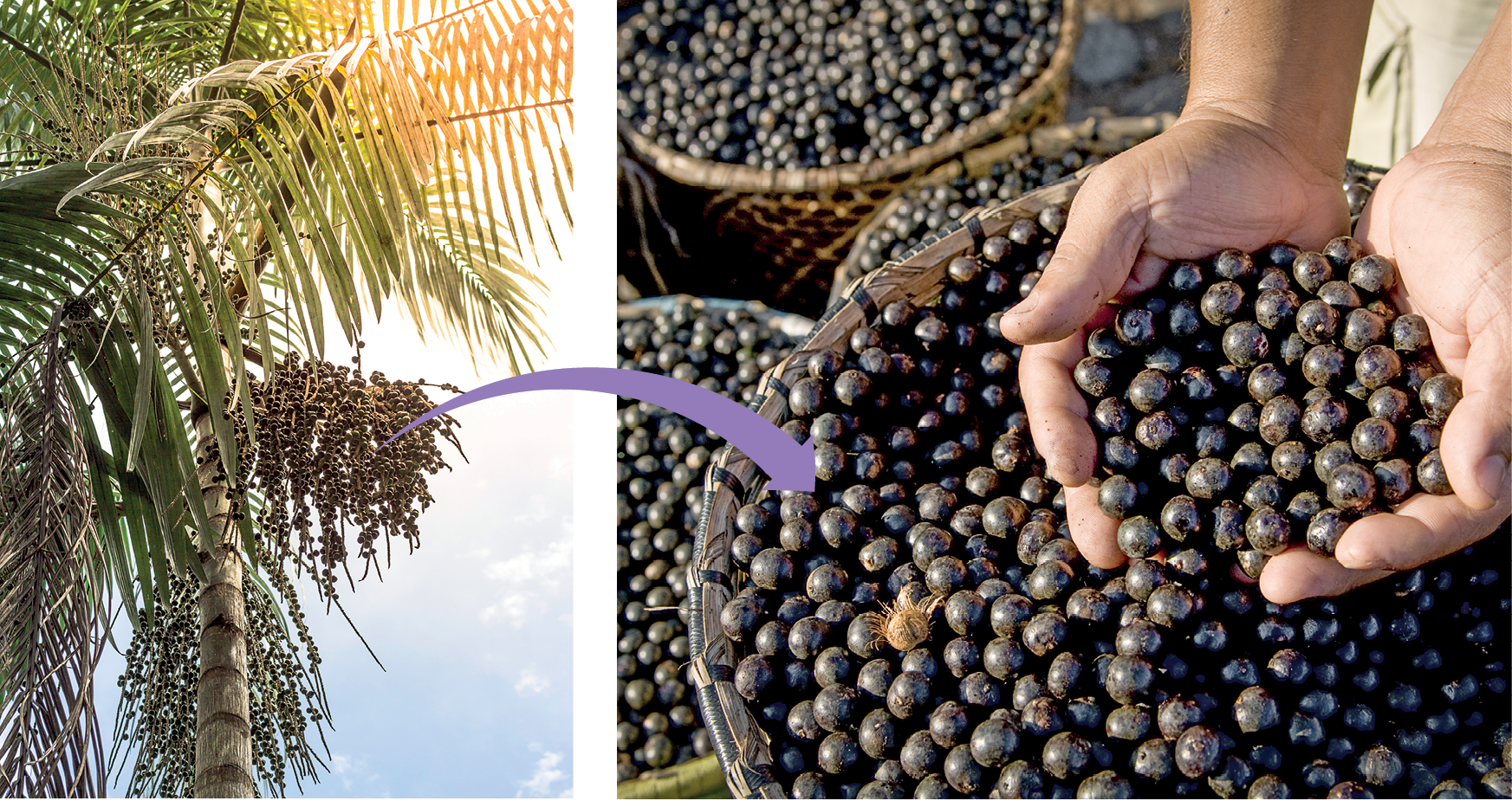 Montagem com duas fotografias. Fotografia um. Uma árvore alta com cachos de frutos redondos, pequenos e de cor escura. Dela sai uma seta roxa para a fotografia dois. Duas mãos abertas cheias de frutos redondos, pequenos e de cor escura. Ao fundo, cestos cheios dos frutos redondos, pequenos e de cor escura.