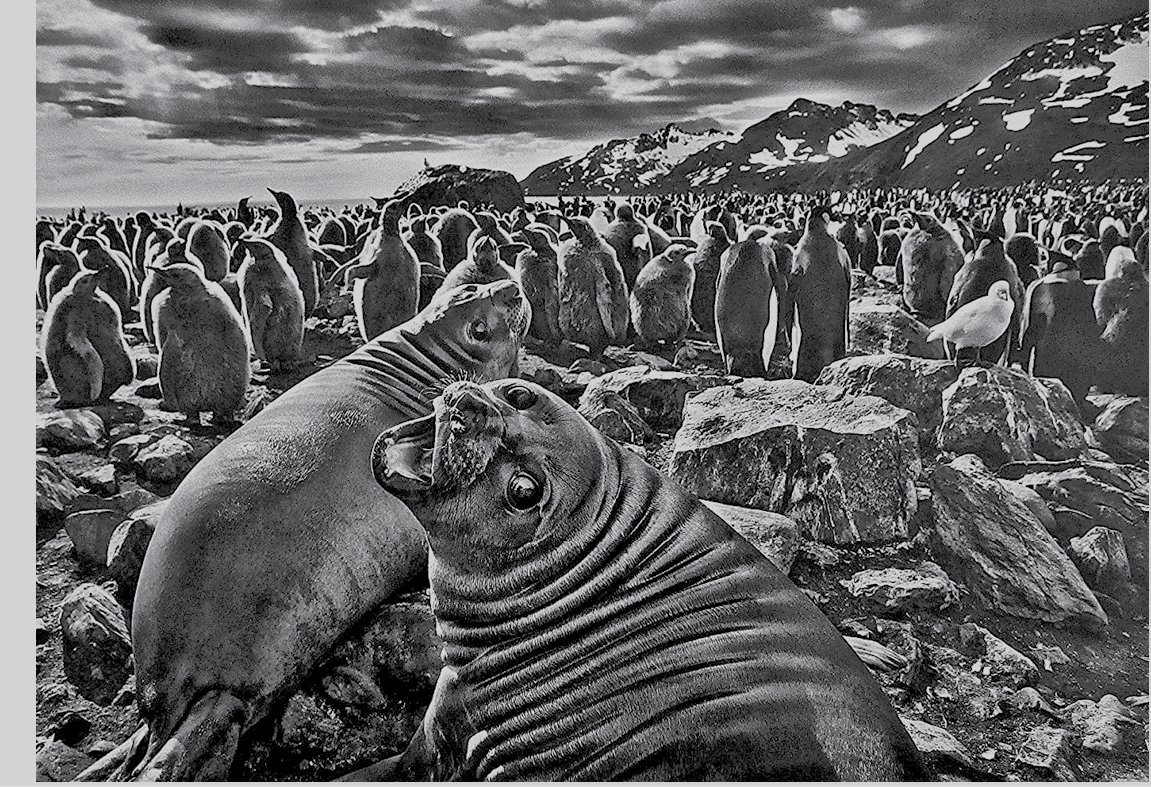 Fotografia. Tirada em preto e branco. Uma foca está nos olhando. Ela está com a boca aberta e a cabeça inclinada para o lado. Atrás dela há outra foca e, ao fundo, há diversos pinguins e outras aves. O terreno é pedregoso e ao fundo há montanhas escuras com neve. O céu tem nuvens cinzas.