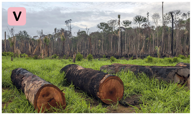 Fotografia. Número cinco. Dois troncos de árvore serrados no chão de uma floresta. Ao fundo, uma área de floresta cerrada.