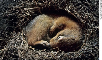 IMAGEM: um esquilo deitado dentro de um buraco com galhinhos e terra ao redor dele. FIM DA IMAGEM.