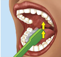 IMAGEM: uma escova posicionada na face interna dos dentes inferiores de uma boca, com setas apontando para cima. FIM DA IMAGEM.