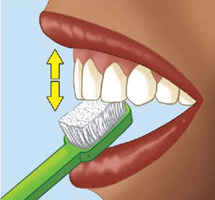 IMAGEM: uma escova posicionada na face interna dos dentes da frente da boca, ela está um pouco inclinada e setas apontam para cima e para baixo. FIM DA IMAGEM.